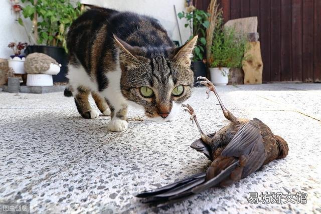 猫咪大便正常但是带血(猫咪大便正常但是带血怎么治疗)