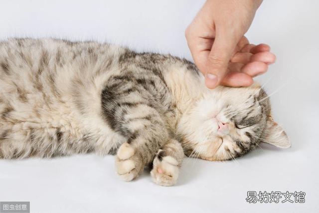 猫咪大便正常但是带血(猫咪大便正常但是带血怎么治疗)