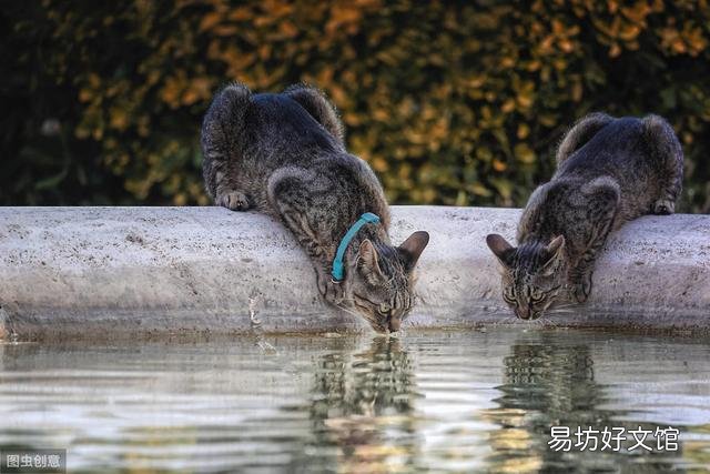 猫咪大便正常但是带血(猫咪大便正常但是带血怎么治疗)