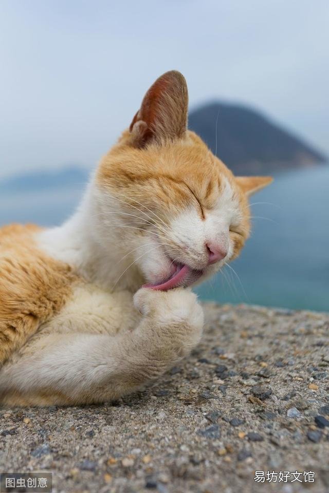 猫咪大便正常但是带血(猫咪大便正常但是带血怎么治疗)