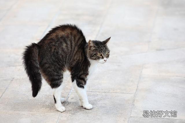 猫咪100种行为语言图片(猫咪100种行为语言图解)