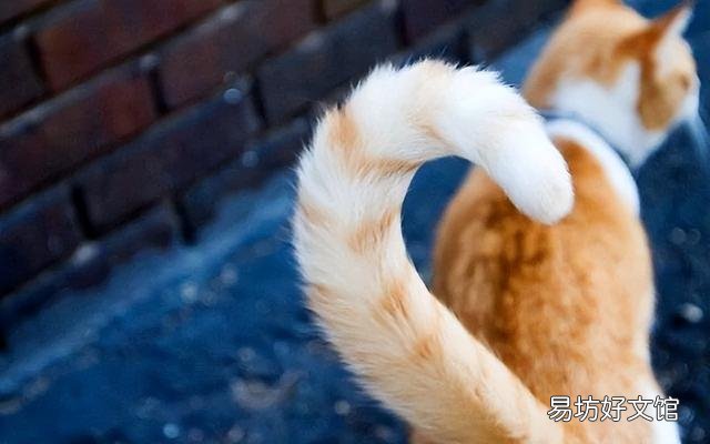 猫咪100种行为语言图片(猫咪100种行为语言图解)