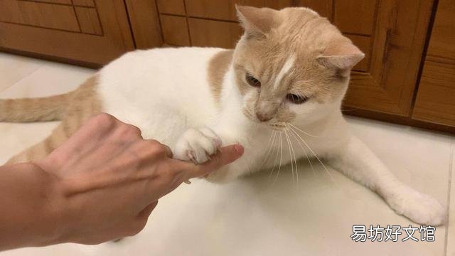 猫咪100种行为语言图片(猫咪100种行为语言图解)