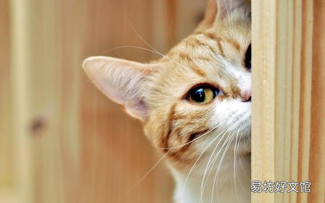 猫咪100种行为语言图片(猫咪100种行为语言图解)