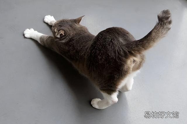 猫咪100种行为语言图片(猫咪100种行为语言图解)
