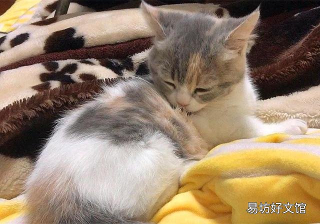 猫毛过敏有哪些症状(小孩猫毛过敏有哪些症状)