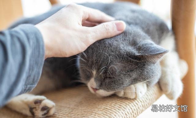 猫毛过敏有哪些症状(小孩猫毛过敏有哪些症状)