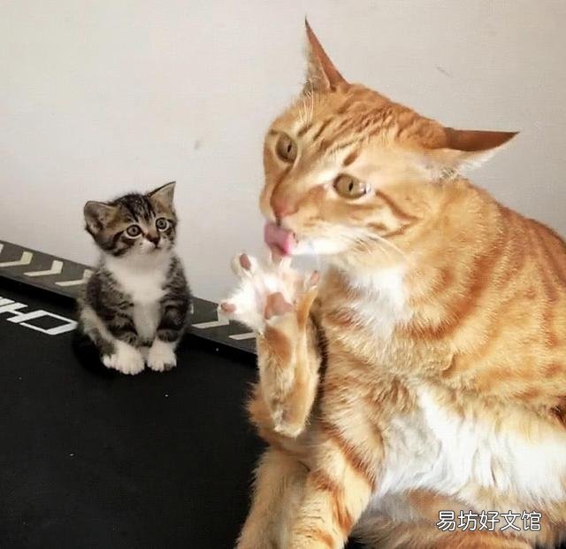猫毛过敏有哪些症状(小孩猫毛过敏有哪些症状)