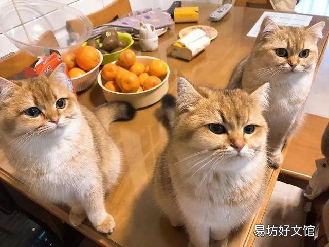 猫毛过敏有哪些症状(小孩猫毛过敏有哪些症状)