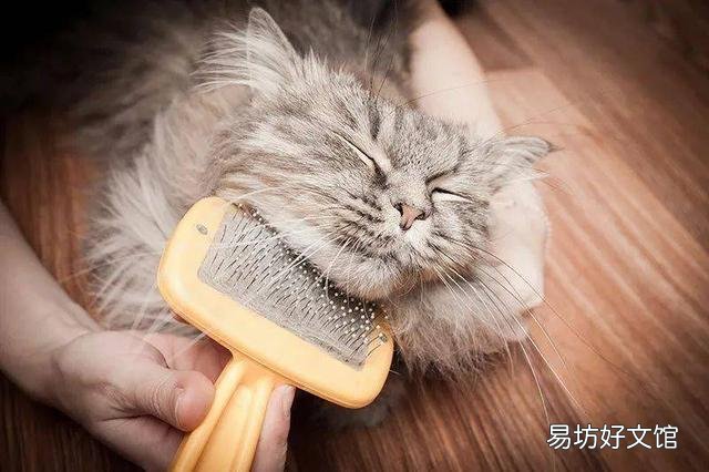 猫毛过敏有哪些症状(小孩猫毛过敏有哪些症状)