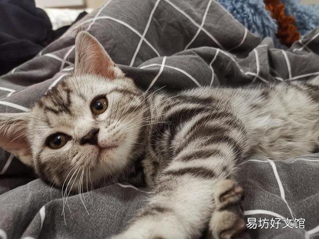 猫毛过敏有哪些症状(小孩猫毛过敏有哪些症状)