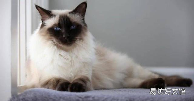 猫毛过敏有哪些症状(小孩猫毛过敏有哪些症状)
