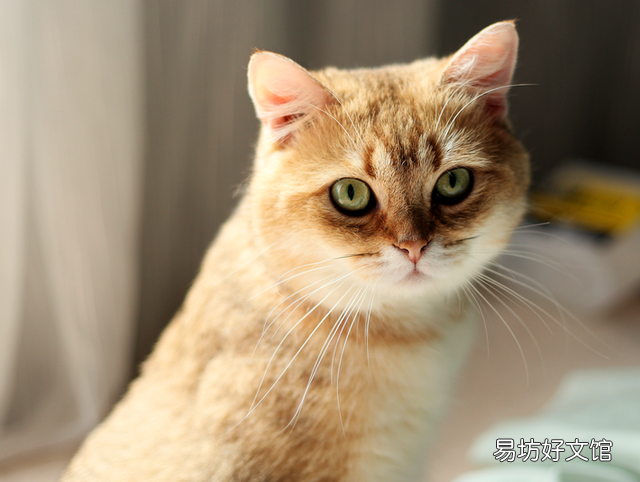 猫毛过敏有哪些症状(小孩猫毛过敏有哪些症状)