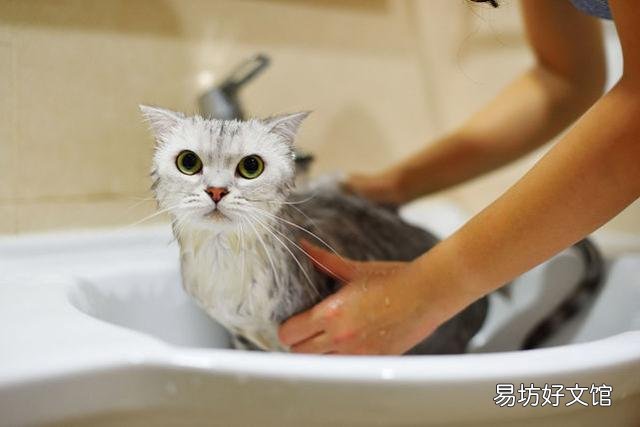 猫毛过敏有哪些症状(小孩猫毛过敏有哪些症状)