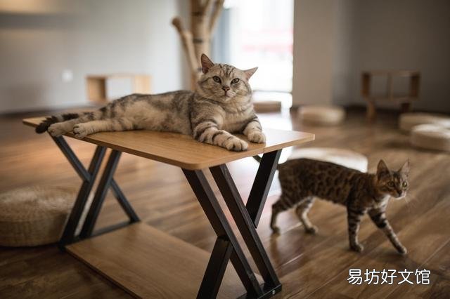 猫毛过敏有哪些症状(小孩猫毛过敏有哪些症状)