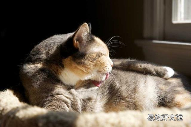 猫毛过敏有哪些症状(小孩猫毛过敏有哪些症状)
