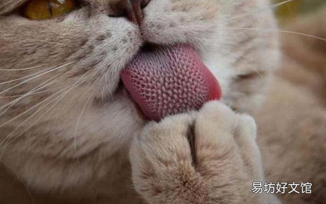 猫毛过敏有哪些症状(小孩猫毛过敏有哪些症状)
