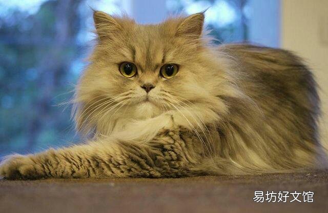 猫毛过敏有哪些症状(小孩猫毛过敏有哪些症状)