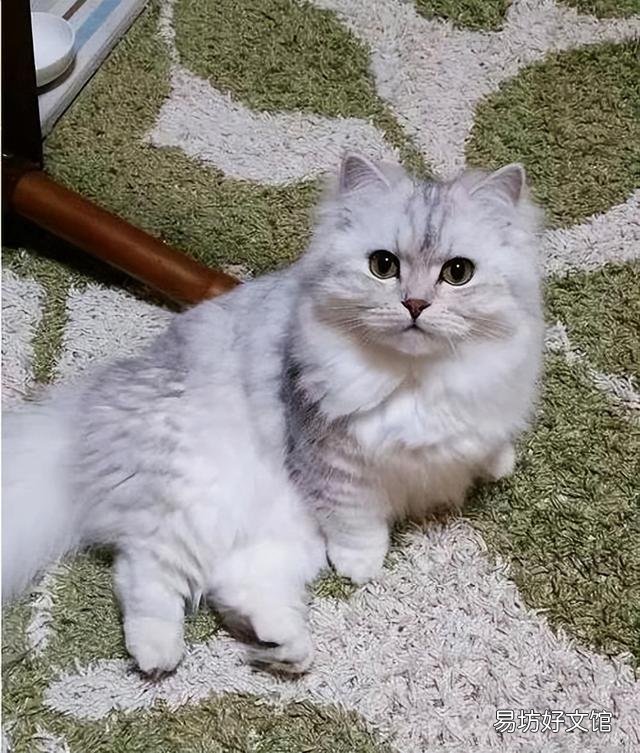 矮脚猫为什么不能养(矮脚猫为什么不建议买)