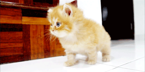 矮脚猫为什么不能养(矮脚猫为什么不建议买)