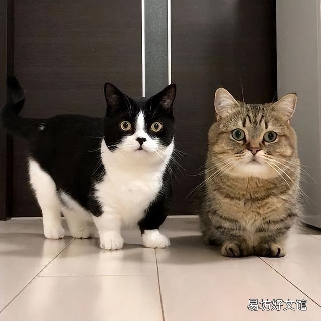 矮脚猫为什么不能养(矮脚猫为什么不建议买)