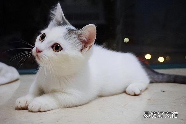 矮脚猫为什么不能养(矮脚猫为什么不建议买)