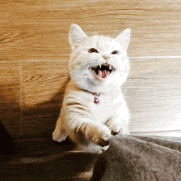 矮脚猫为什么不能养(矮脚猫为什么不建议买)