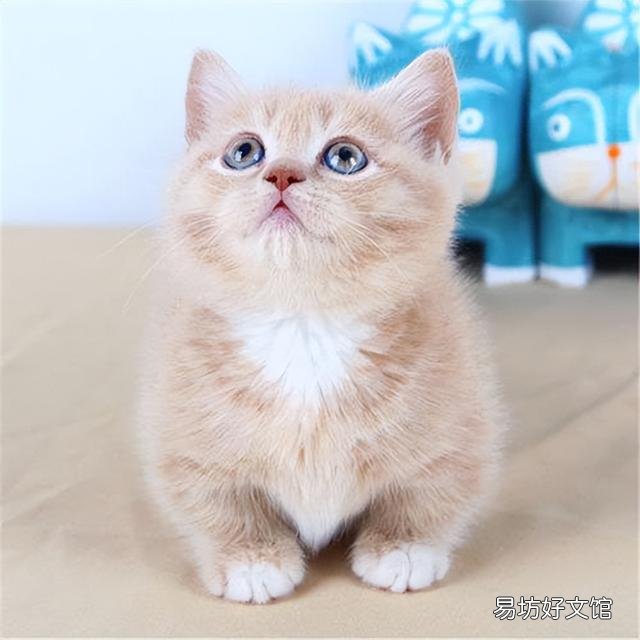 矮脚猫为什么不能养(矮脚猫为什么不建议买)