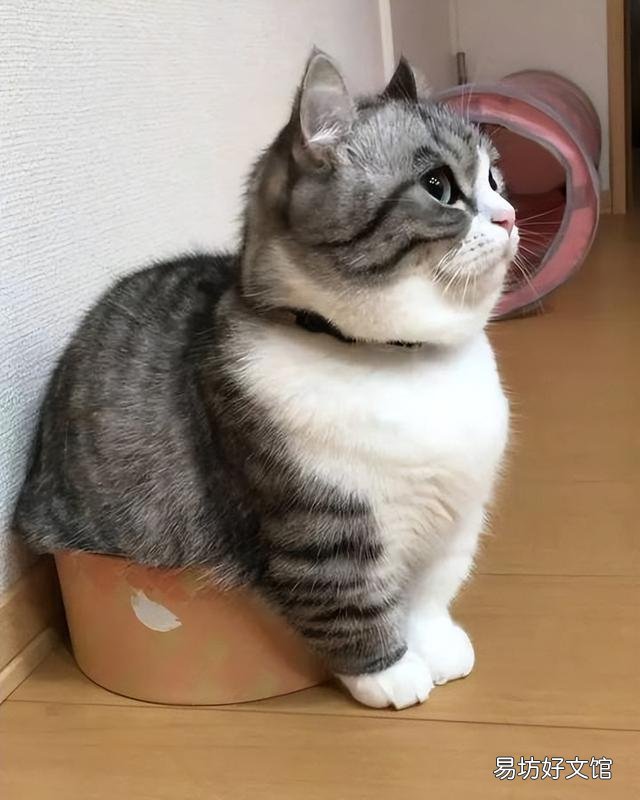 矮脚猫为什么不能养(矮脚猫为什么不建议买)