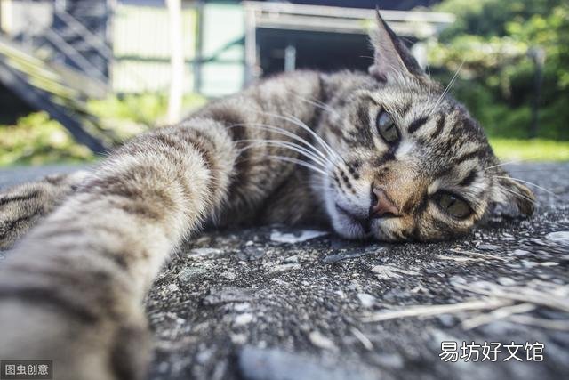 猫眼睛流脓一样的眼屎是怎么回事(猫眼睛流脓一样的眼屎用什么药)