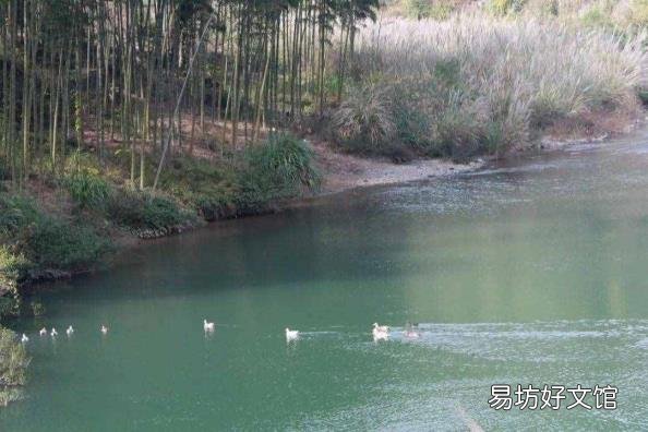 鸭子是哺乳动物么 鸭子是什么动物