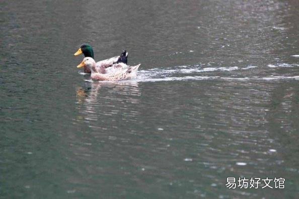 鸭子是哺乳动物么 鸭子是什么动物