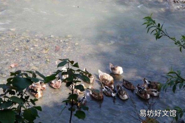 鸭子是哺乳动物么 鸭子是什么动物