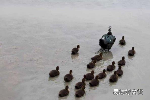 鸭子是哺乳动物么 鸭子是什么动物