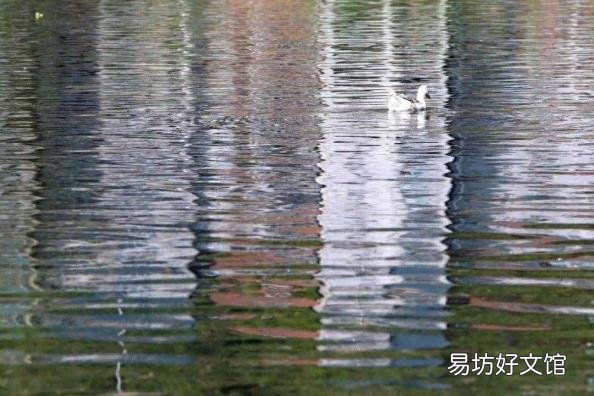 鸭子是哺乳动物么 鸭子是什么动物