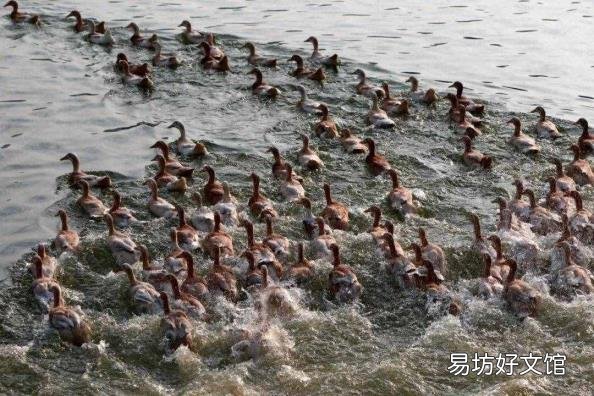 鸭子是哺乳动物么 鸭子是什么动物
