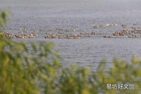 鸭子是哺乳动物么 鸭子是什么动物