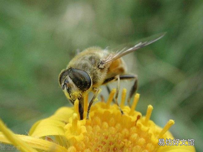 被蜜蜂蛰了脸肿了怎么办 被蜜蜂蛰了怎么办