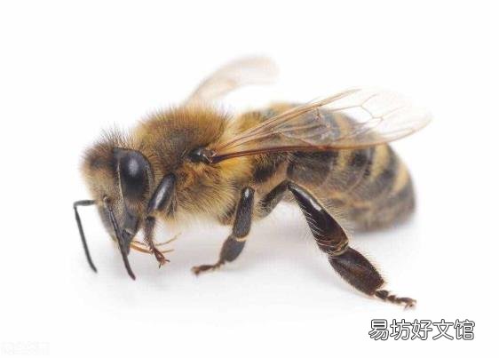 被蜜蜂蛰了脸肿了怎么办 被蜜蜂蛰了怎么办