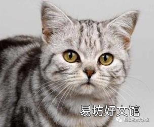 养蓝猫到底公猫好还是母猫好 公猫好还是母猫好