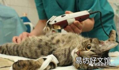 养蓝猫到底公猫好还是母猫好 公猫好还是母猫好