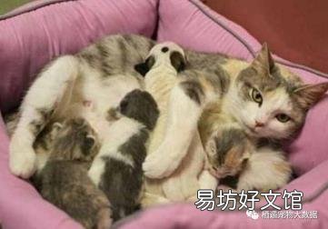 养蓝猫到底公猫好还是母猫好 公猫好还是母猫好