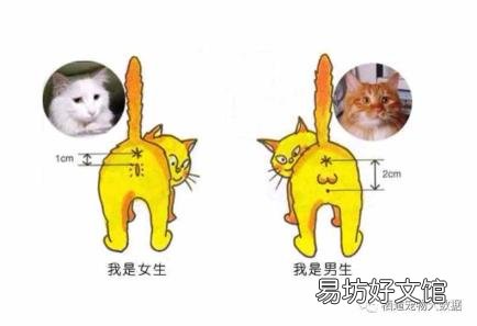 养蓝猫到底公猫好还是母猫好 公猫好还是母猫好