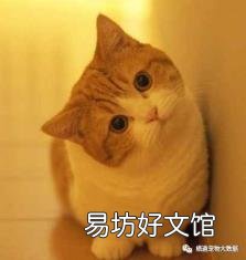 养蓝猫到底公猫好还是母猫好 公猫好还是母猫好