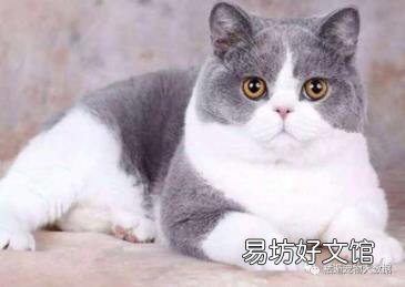 养蓝猫到底公猫好还是母猫好 公猫好还是母猫好