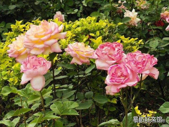 侧面烘托人物形象的句子 侧面烘托
