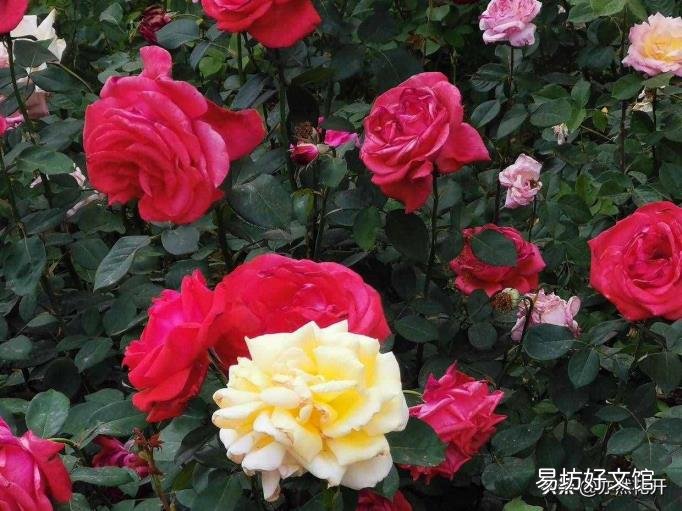 侧面烘托人物形象的句子 侧面烘托