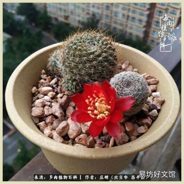 仙人球常见品种 仙人球品种