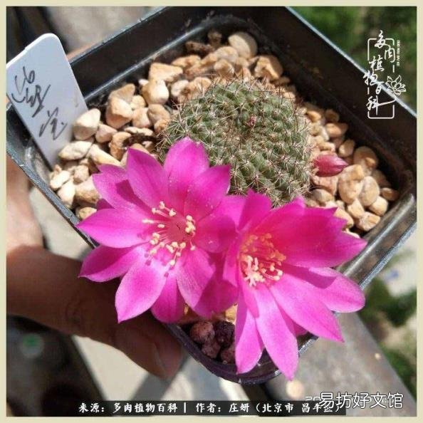 仙人球常见品种 仙人球品种