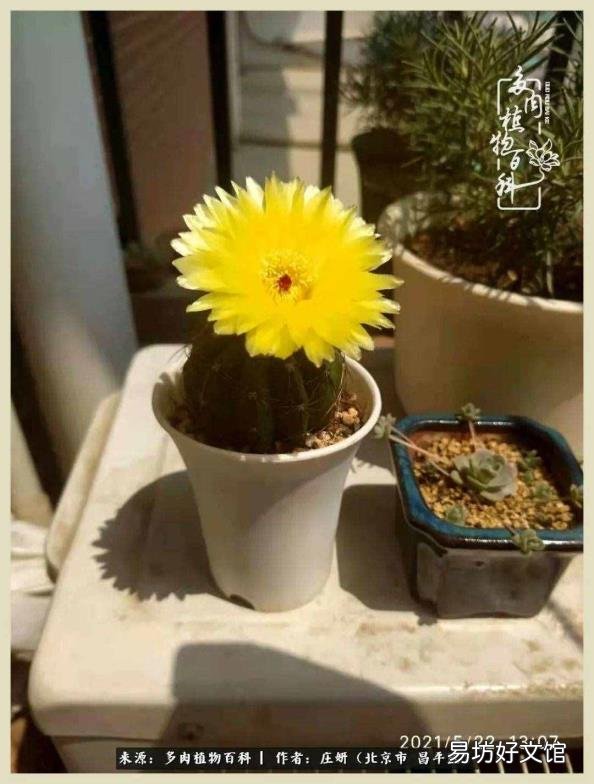 仙人球常见品种 仙人球品种